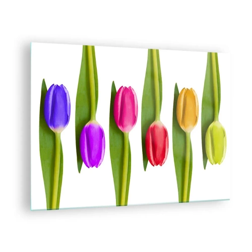Üveg kép - Színes tulipánok elrendezve fehér alapon - 70x50cm - Szivárvány kompozíció - Modern fali dekoráció nappalihoz és hálószobához ARTTOR