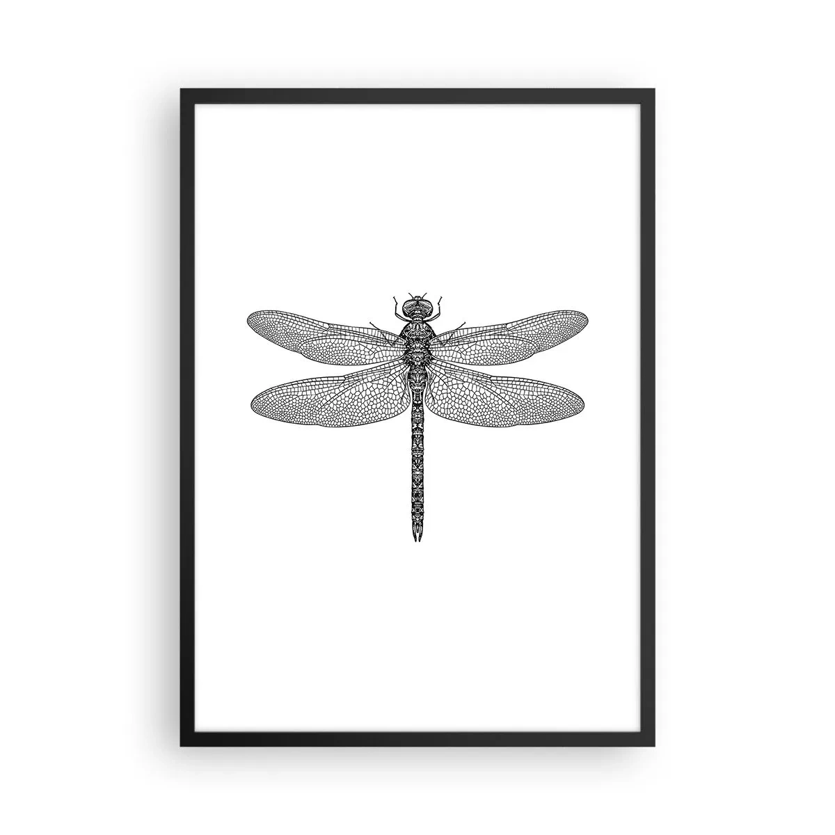 Poszter fehér keretben - Fekete-fehér illusztráció egy szitakötőről fehér alapon - 50x70cm - A természet precizitása - Modern fali dekoráció nappalihoz és hálószobához ARTTOR