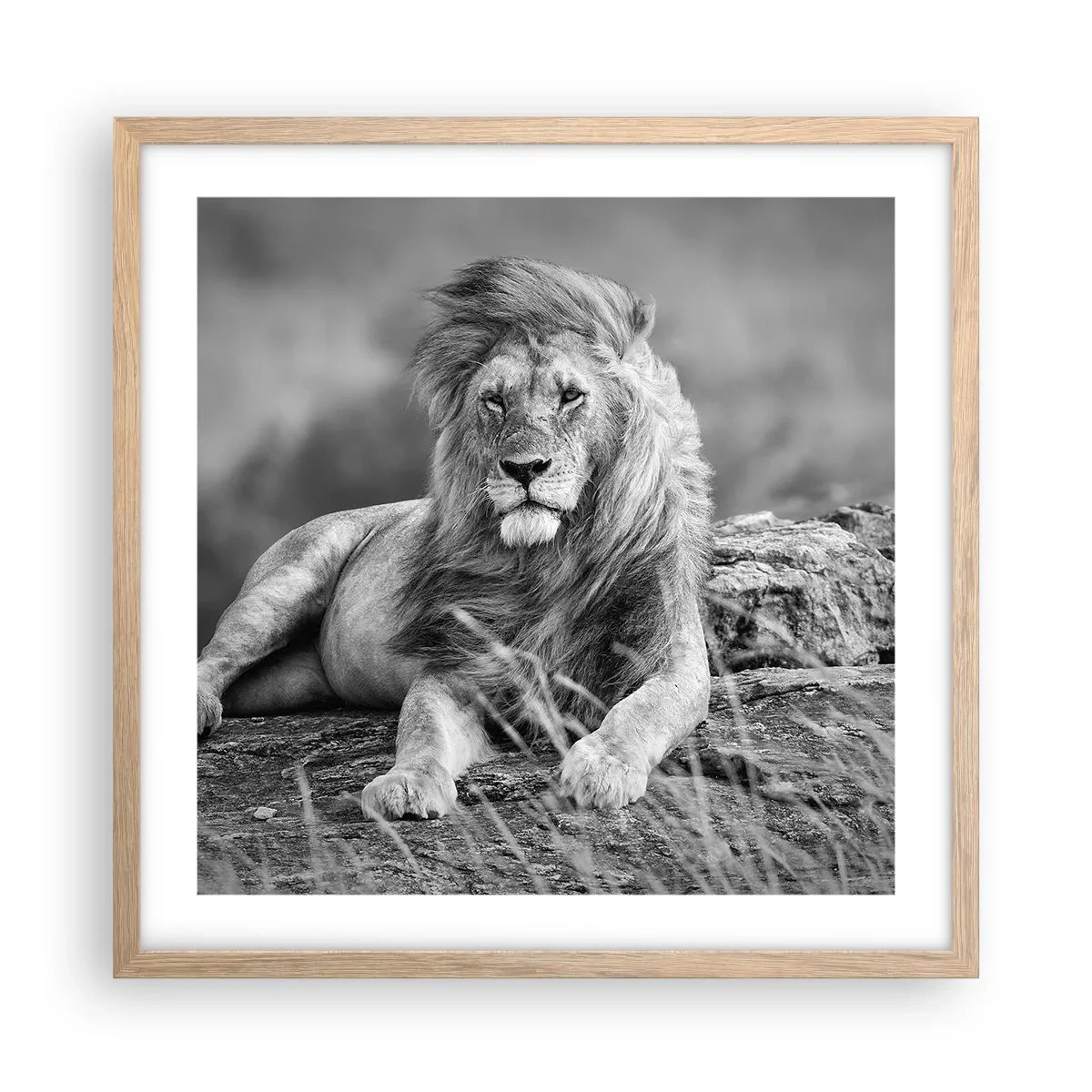 Poszter világos tölgy keretben - Királyi szieszta - 50x50 cm