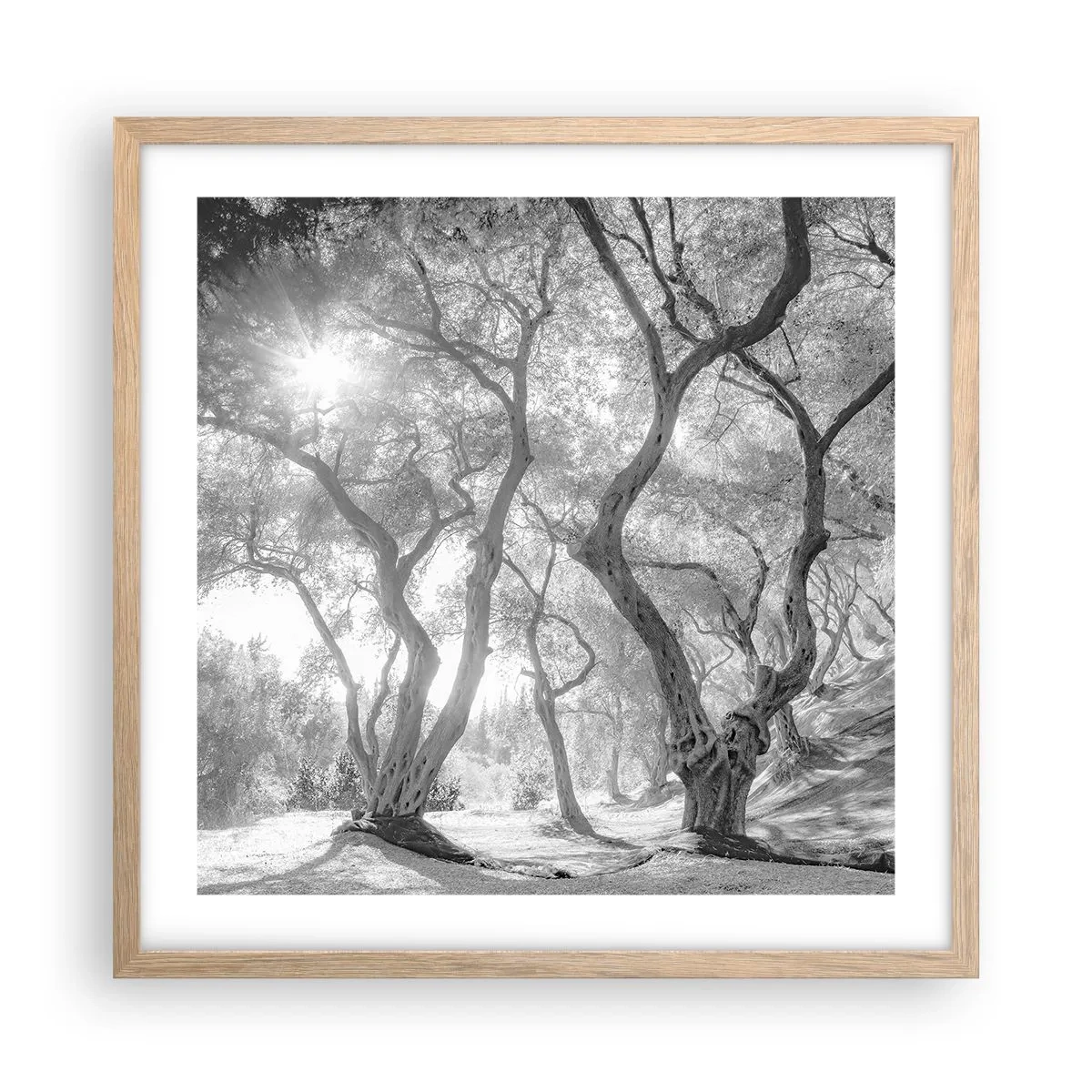 Poszter világos tölgy keretben - Egy olajfaligetben - 50x50 cm