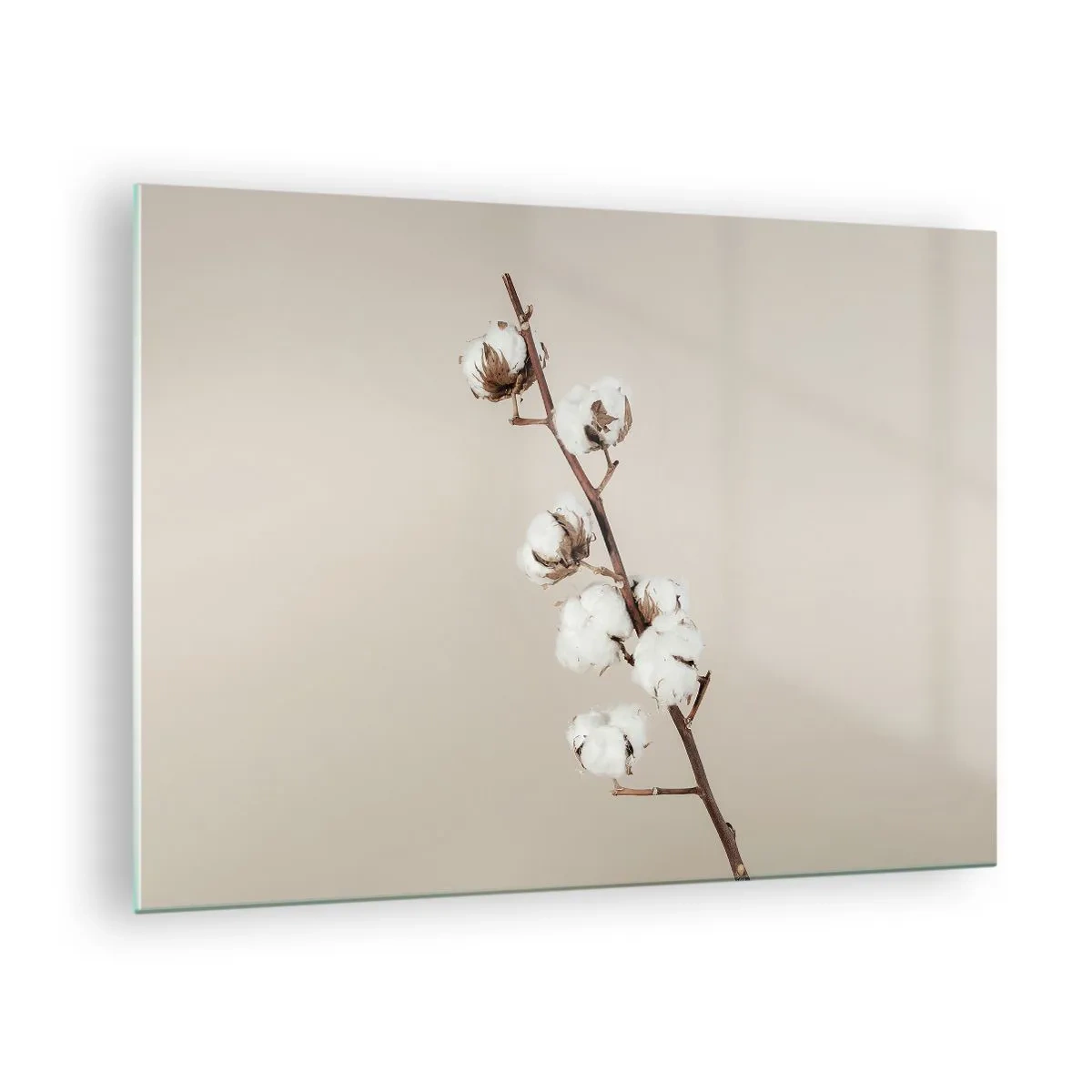 Üveg kép - Egy szál pamut világos, minimalista háttér előtt - 70x50cm - A puhaság forrásánál - Modern fali dekoráció nappalihoz és hálószobához ARTTOR