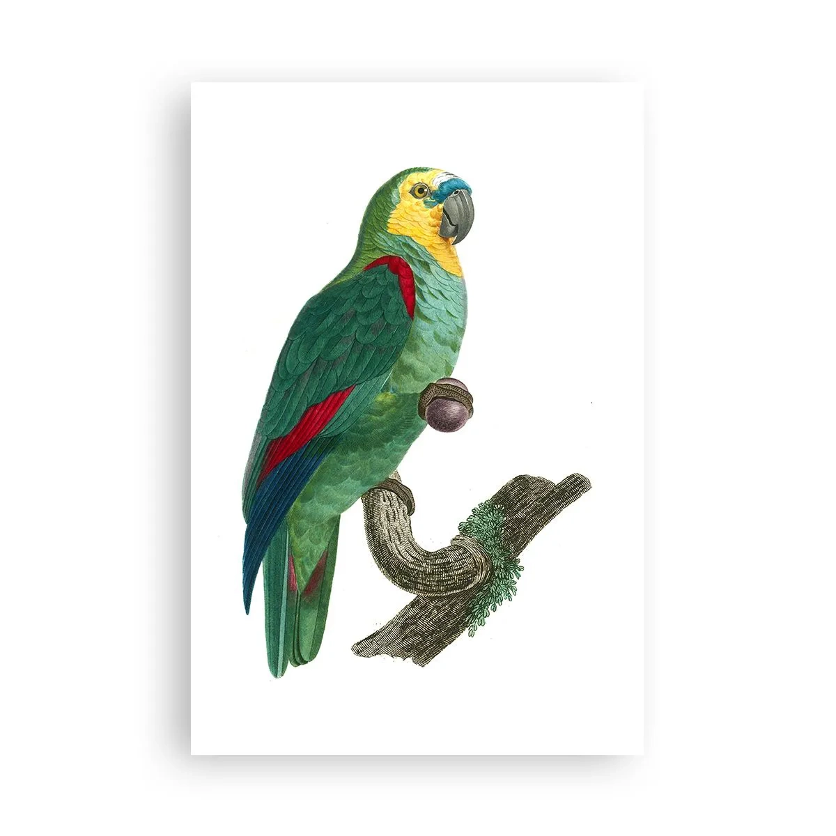 Poszter - Papagáj portré - 61x91 cm