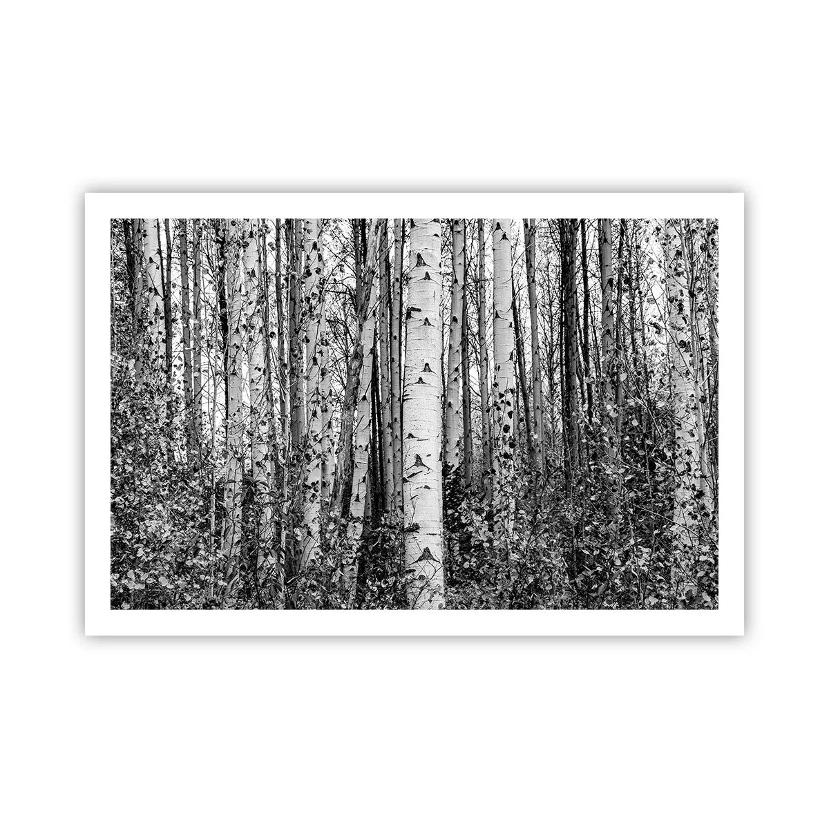 Poszter - Nyírfa oszlopsor - 91x61 cm