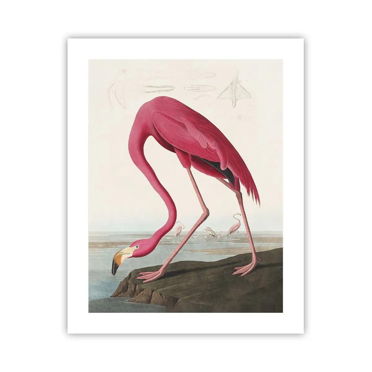 Poszter - Csodálatos teremtmény - 40x50 cm