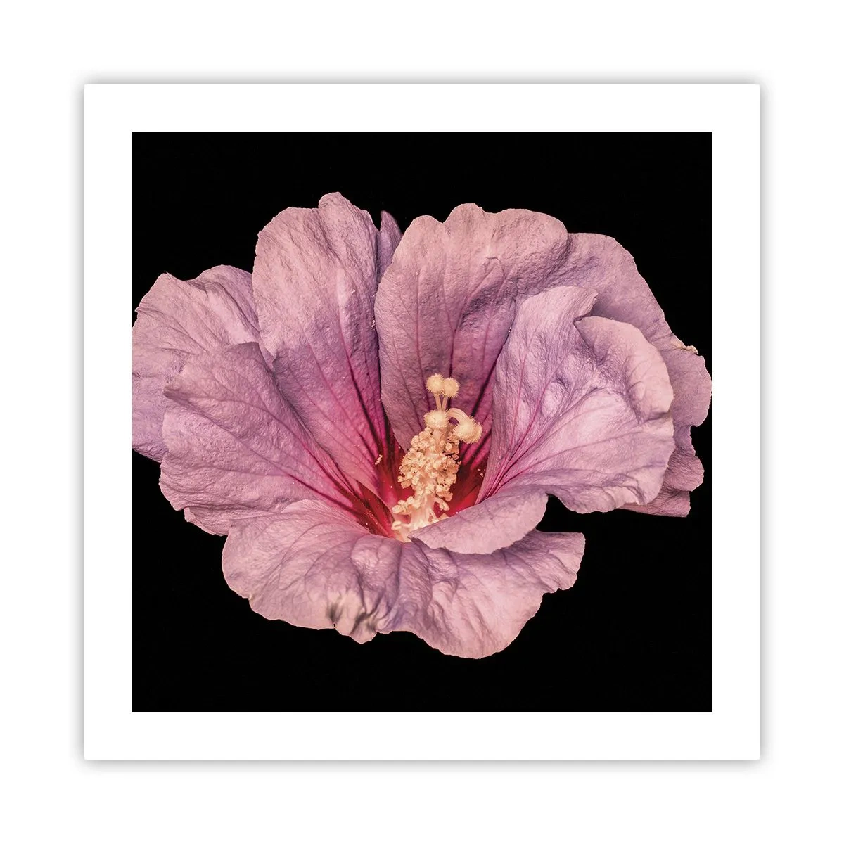 Poszter - Egyenesen a szív felé - 50x50 cm