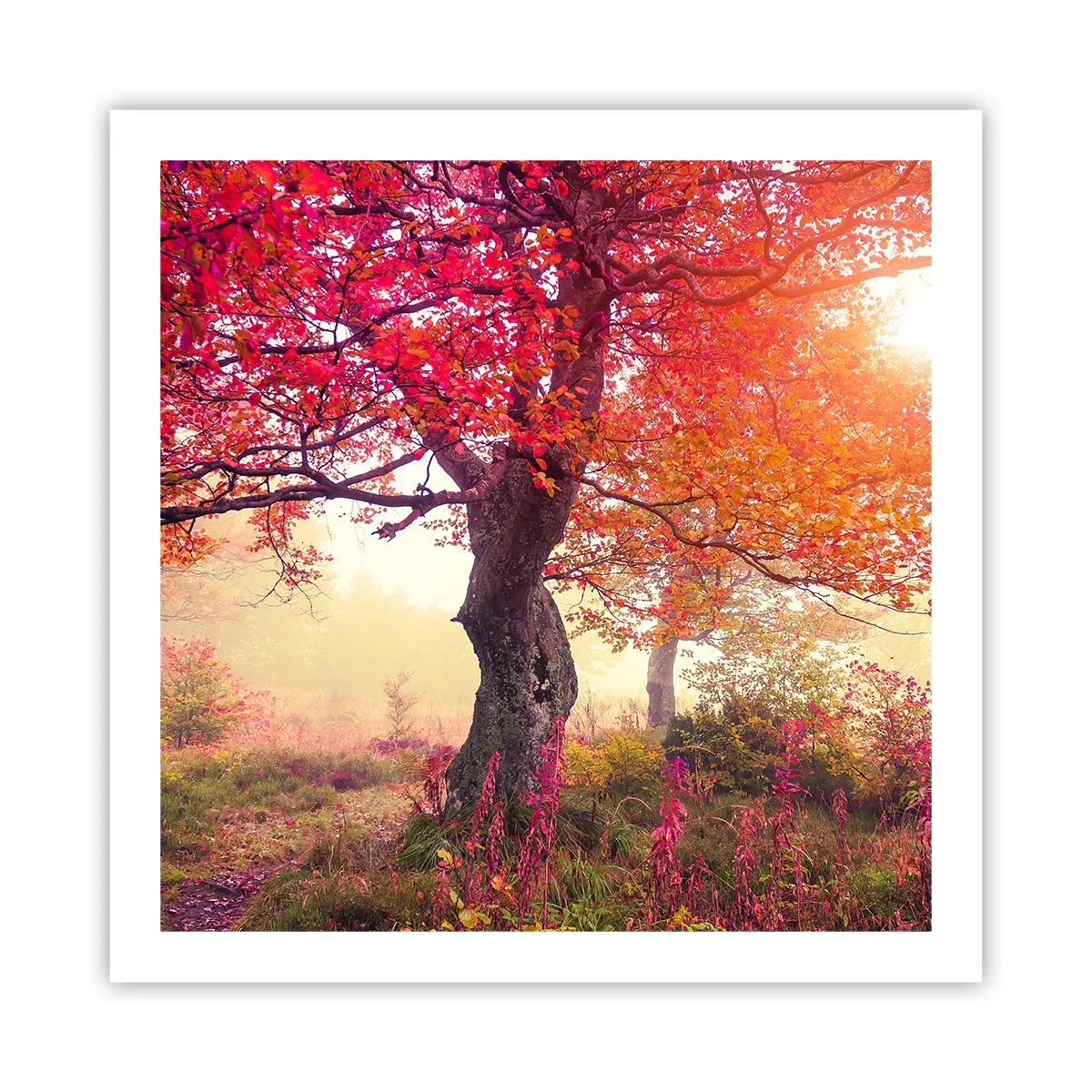 Poszter - Virágzás őrülete - 60x60 cm