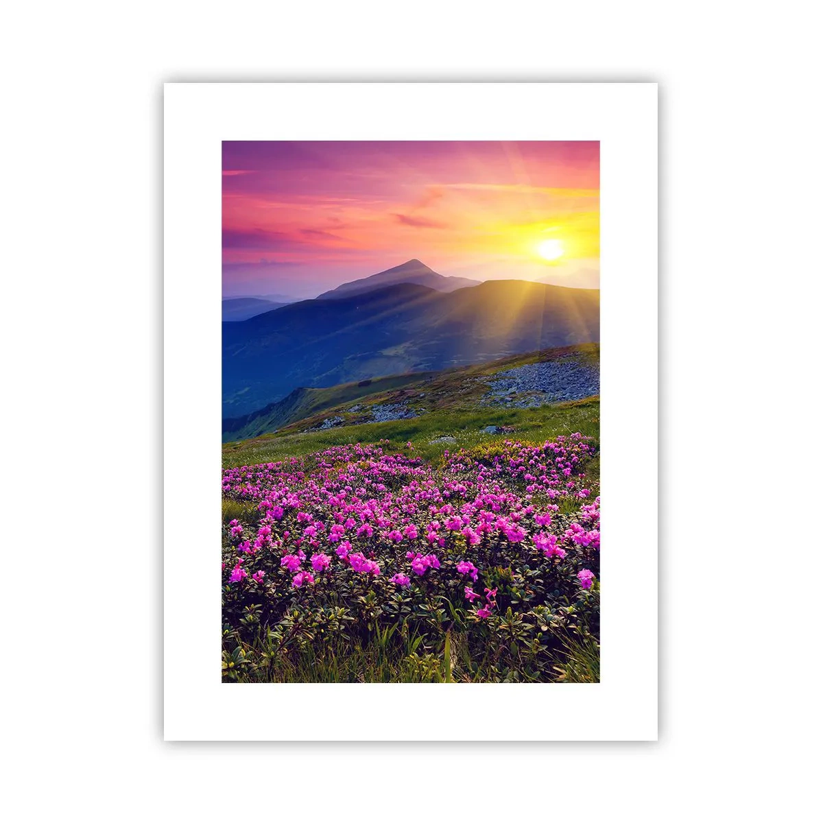 Poszter - … És körülötte hegyi fenyő és gyógynövények illata - 30x40 cm