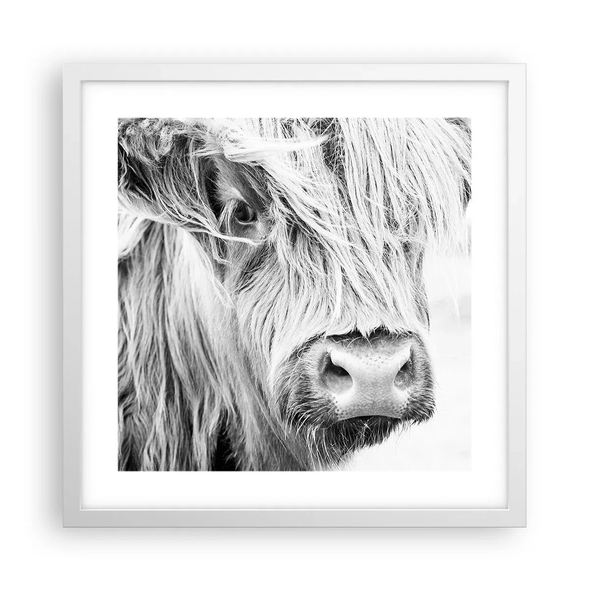 Poszter fekete keretben - Skót vadság - 40x40 cm