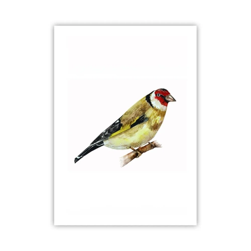 Poszter - Madárportré - 50x70 cm