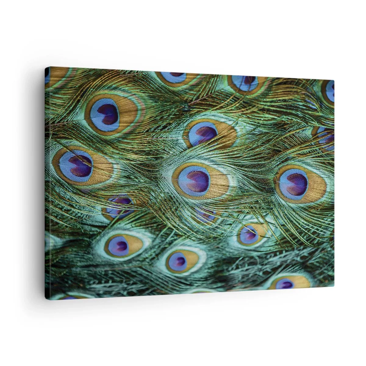 Vászonkép - Pávatollak részletei gazdag színekben - 70x50cm - Pávaszemű pillantás - Modern fali dekoráció nappalihoz és hálószobához ARTTOR