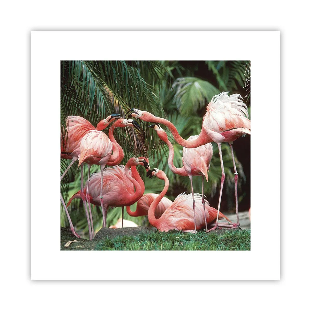 Poszter - Délutáni pletyka - 30x30 cm