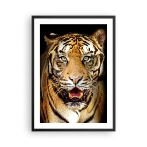 Poszter fehér keretben - Tigris portréja fekete háttéren - 50x70cm - Szívében vad - Modern fali dekoráció nappalihoz és hálószobához ARTTOR