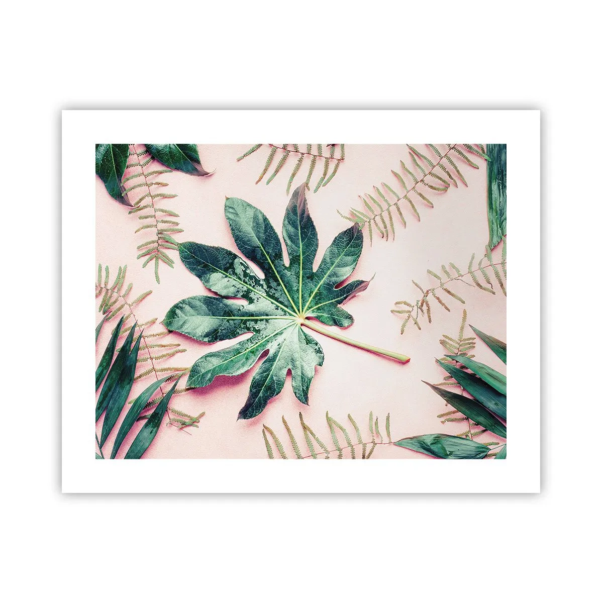 Poszter - A zöld tanulmánya a rózsaszín háttérben - 50x40 cm