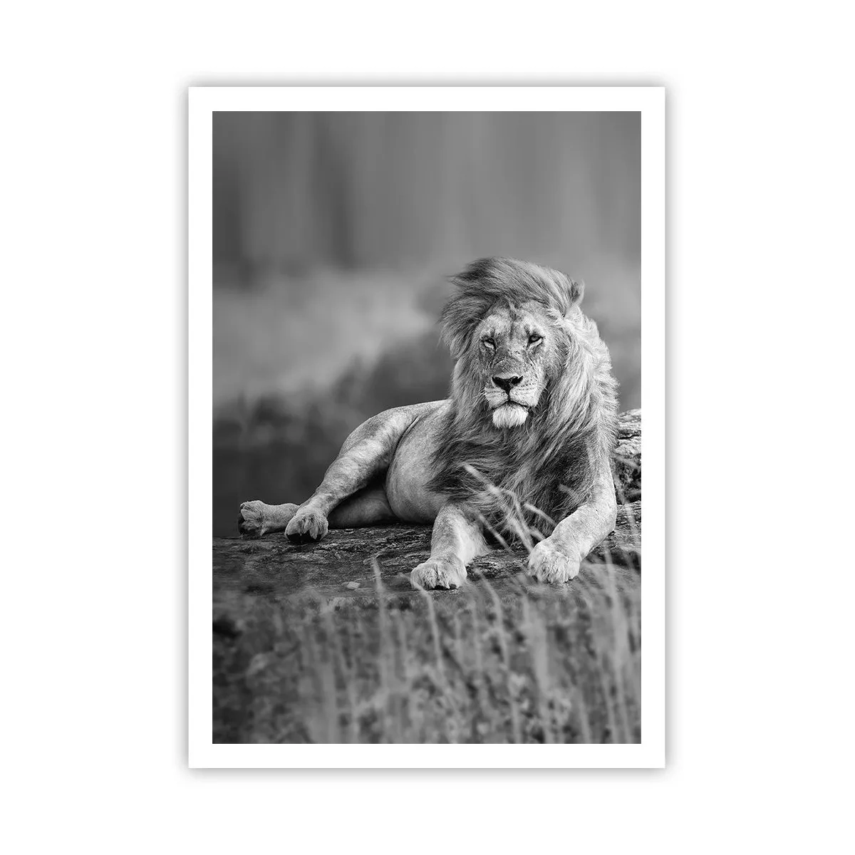 Poszter - Királyi szieszta - 70x100 cm