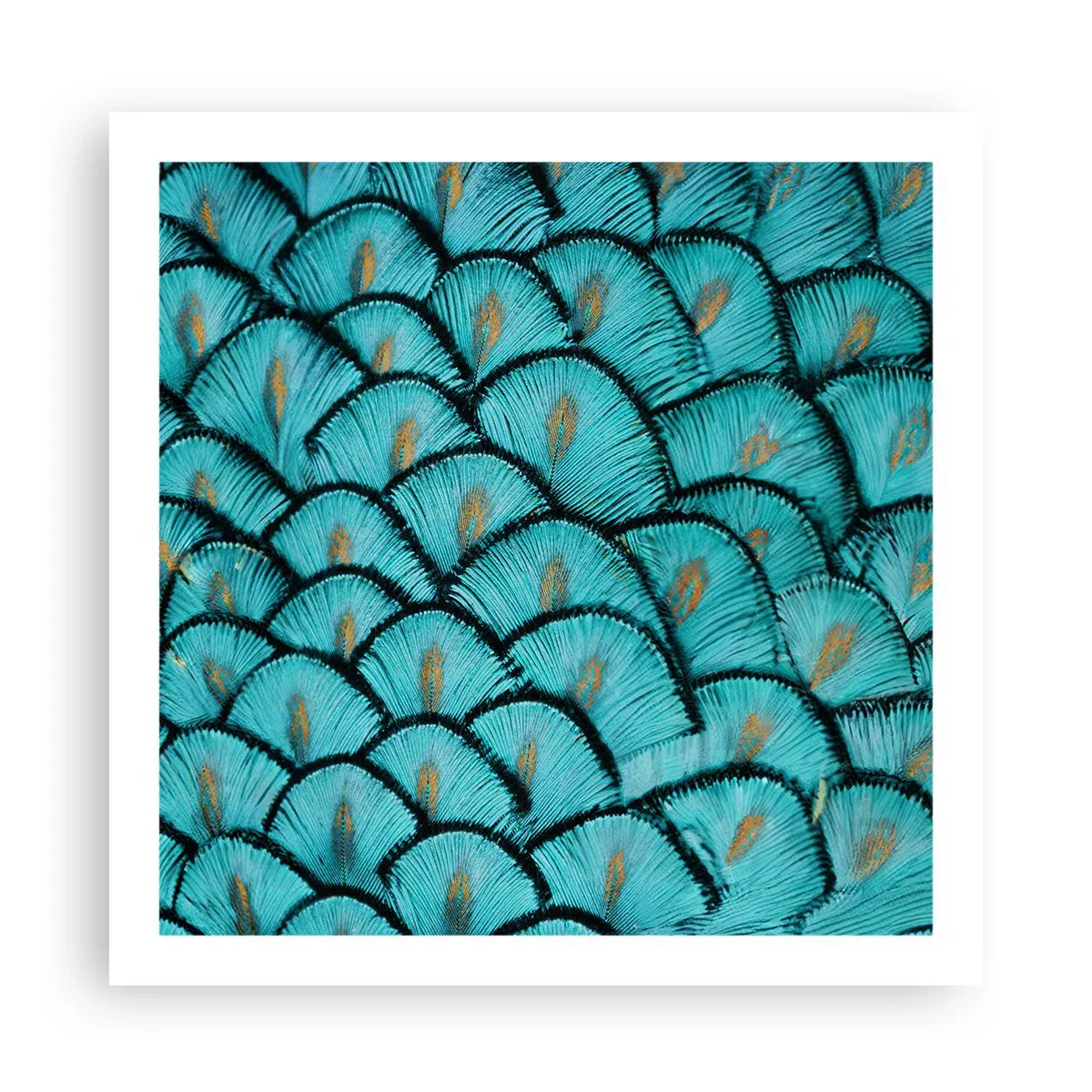 Poszter - A tollak nagy gálája - 60x60 cm