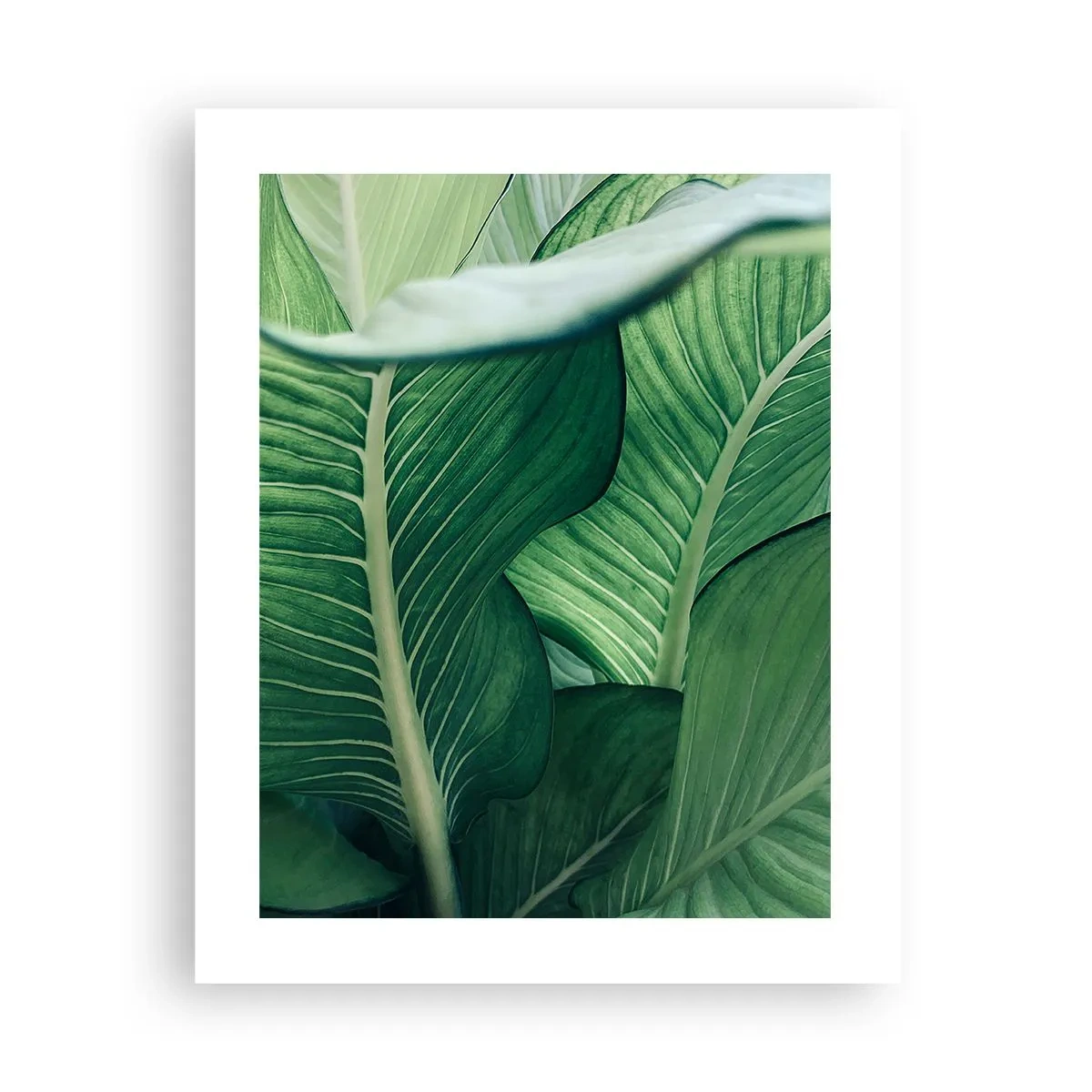 Poszter - Intenzíven zöld élet - 40x50 cm