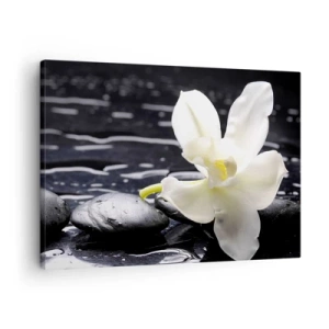Vászonkép - Egy fehér orchidea fekete kövek és víz hátterében. - 70x50cm - Egy tanulmány fekete-fehérben - Modern fali dekoráció nappalihoz és hálószobához ARTTOR