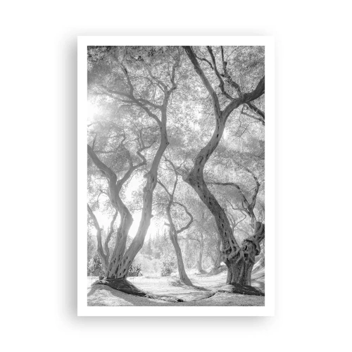 Poszter - Egy olajfaligetben - 70x100 cm