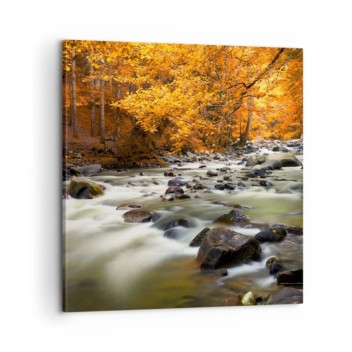 Vászonkép - Egy patak az aranyerdőben - 60x60 cm