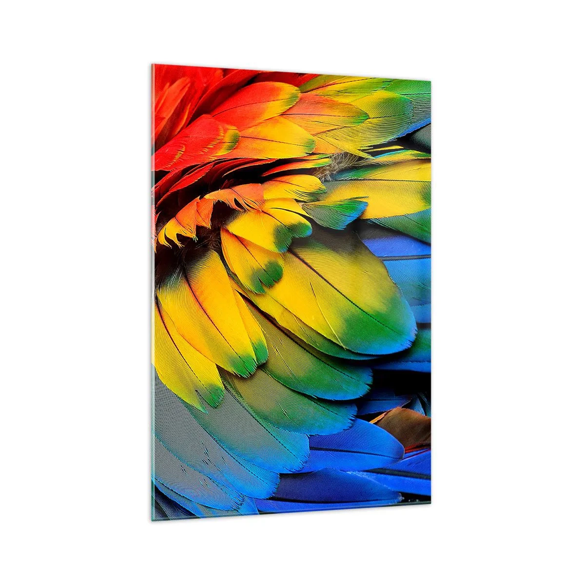 Üveg kép - Paradicsom madár - 70x100 cm