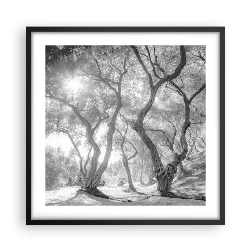 Poszter fehér keretben - Egy olajfaligetben - 50x50 cm