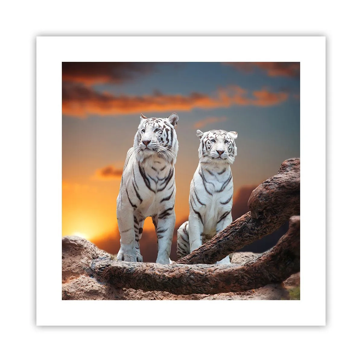 Poszter - Akárcsak Narnia - 40x40 cm