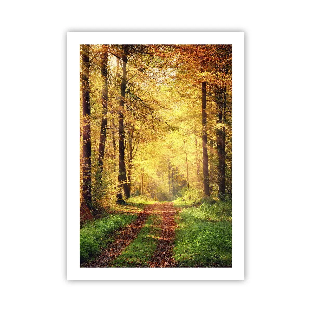 Poszter - Erdei, arany csend - 50x70 cm