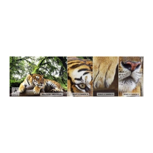 Fotótapéta Minta Premium Canvas - Tisztelettel - Tigris, Állatok, Ragadozó - 100x30 cm