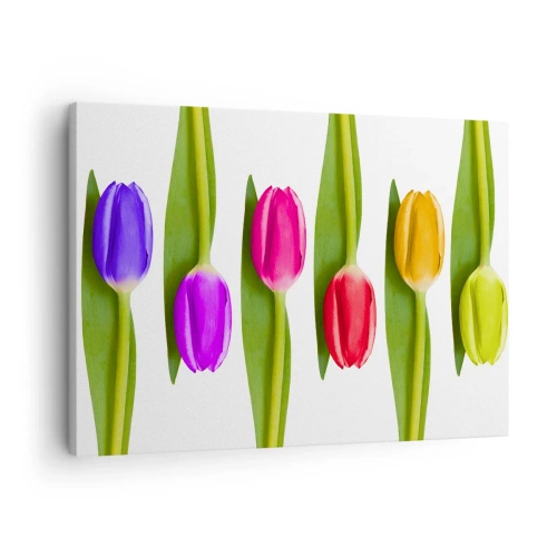 Vászonkép - Többszínű tulipánok elrendezve egy sorban fehér alapon - 70x50cm - Szivárvány kompozíció - Modern fali dekoráció nappalihoz és hálószobához ARTTOR