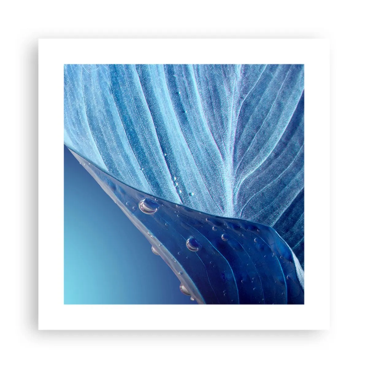 Poszter - A kék rejtett cseppjei - 40x40 cm