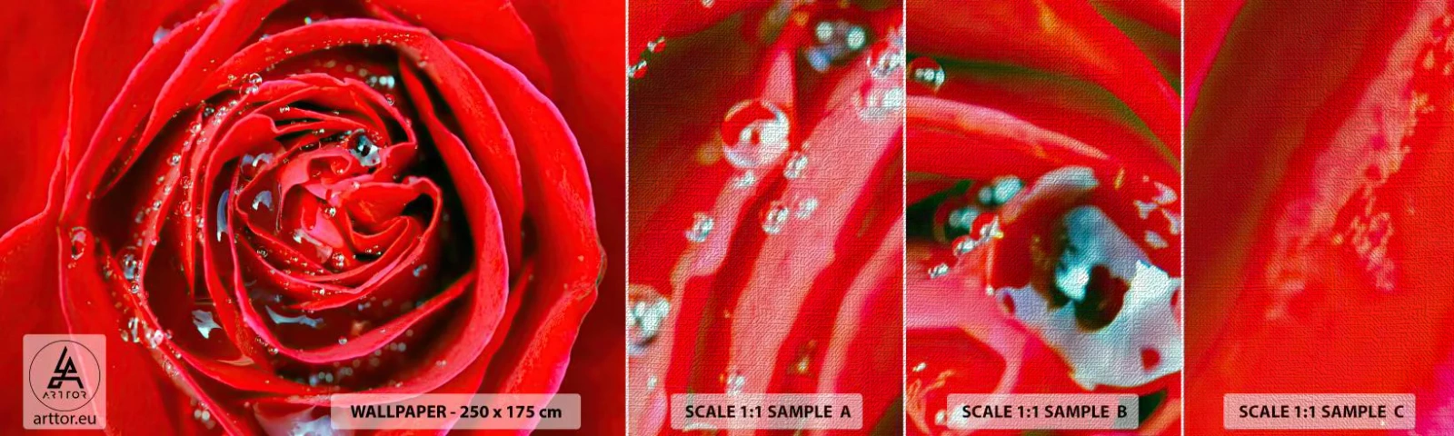 Fotótapéta Minta Premium Canvas - A harmatcseppekben - Virágok, Vörös rózsa, Szerelem - 100x30 cm