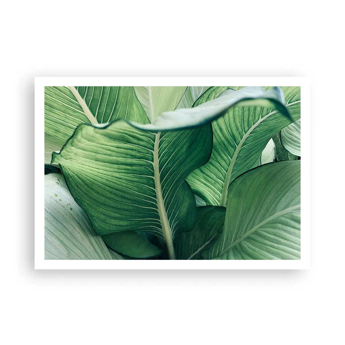 Poszter - Intenzíven zöld élet - 100x70 cm