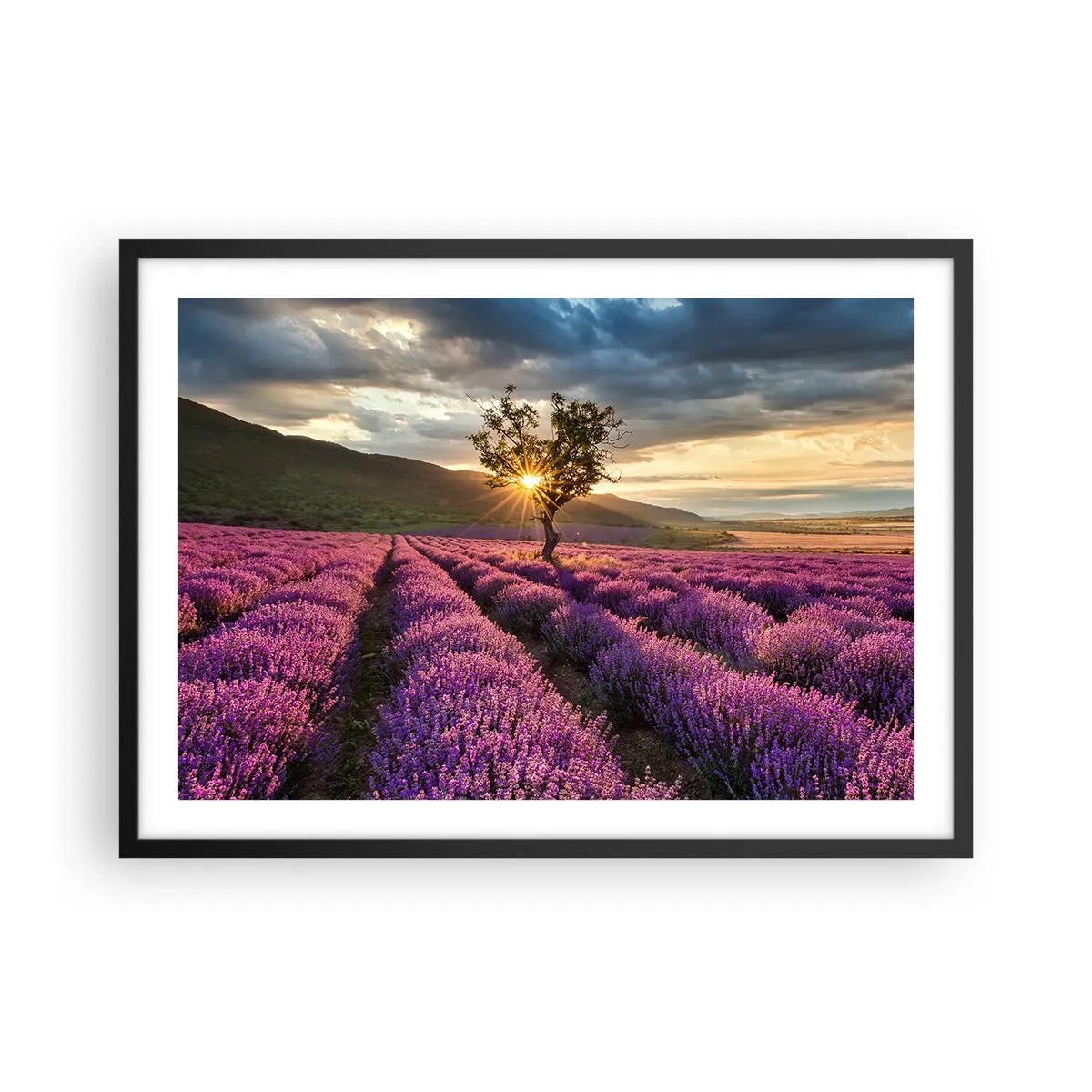 Poszter fehér keretben - Lila színű illat - 70x50 cm
