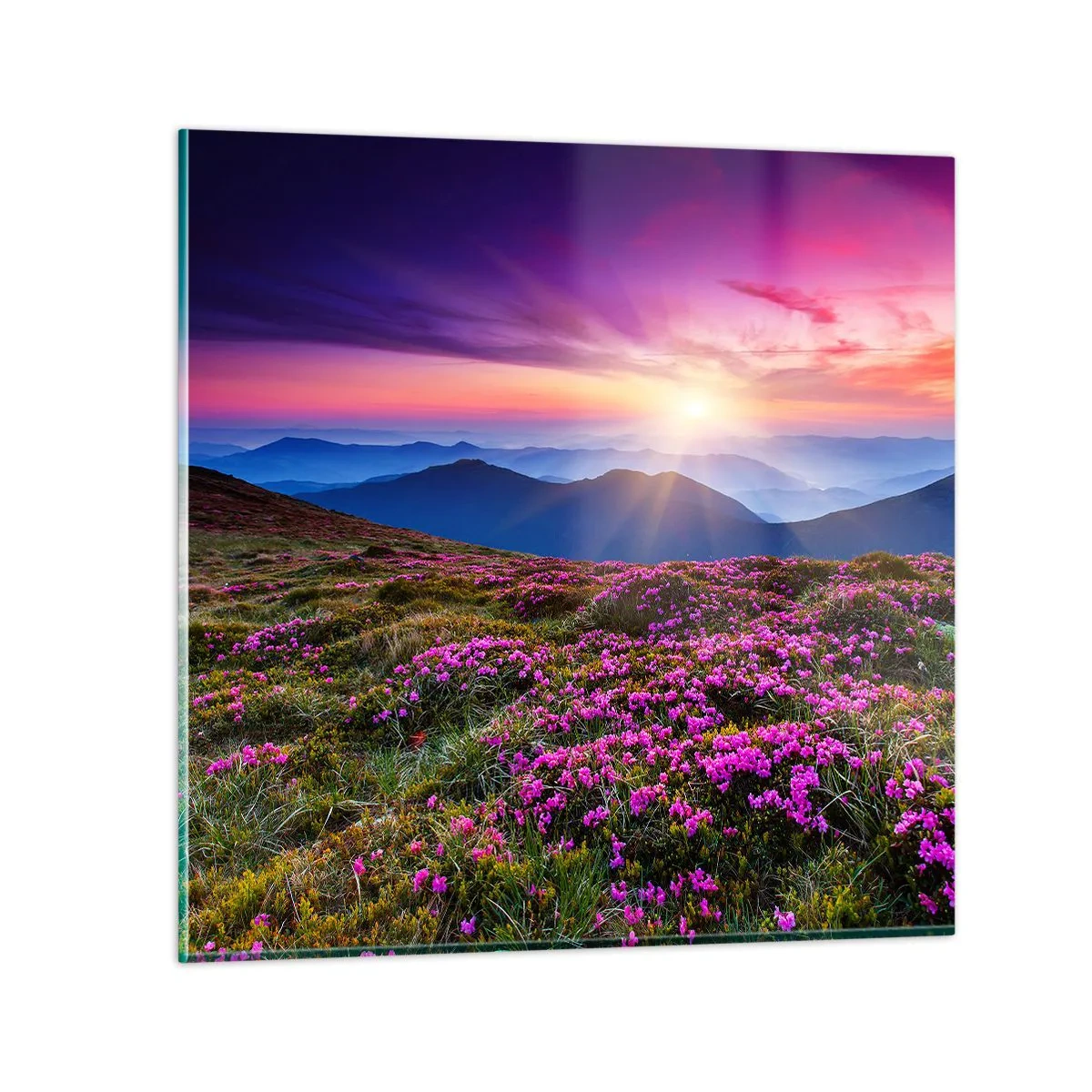 Üveg kép - A gyógynövények friss fürtjei illatoztak a mezőkről - 70x70 cm