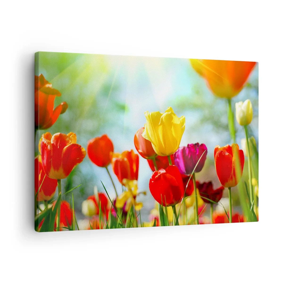 Vászonkép - Színes tulipánok a napsütésben - 70x50cm - A nap minden színe - Modern fali dekoráció nappalihoz és hálószobához ARTTOR
