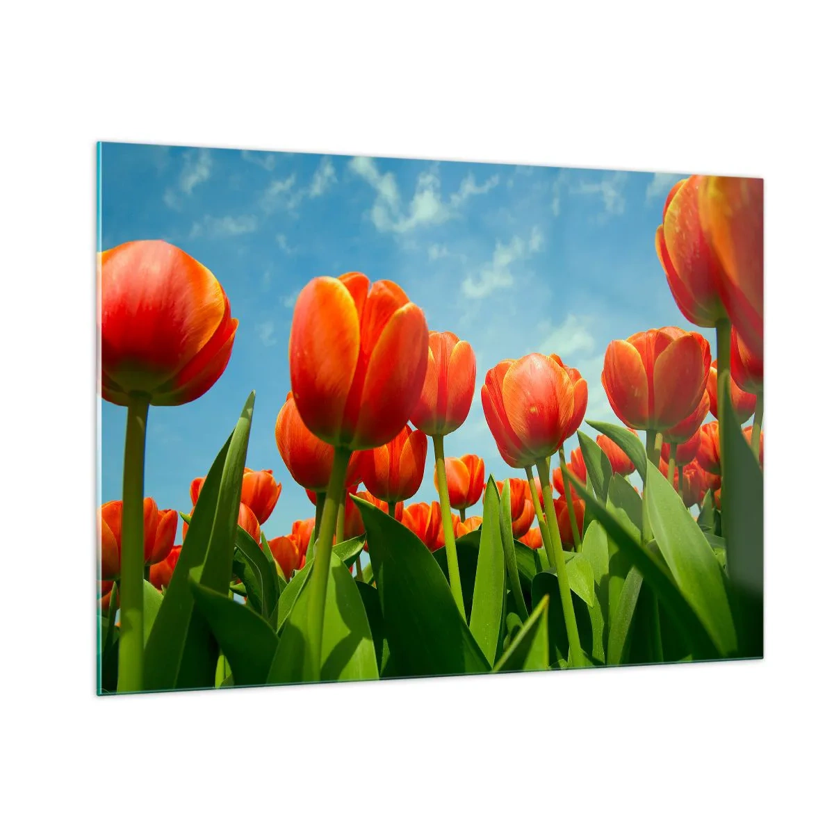 Üveg kép - A kék égen kívül semmire sincs szükségük az életükben - 100x70 cm