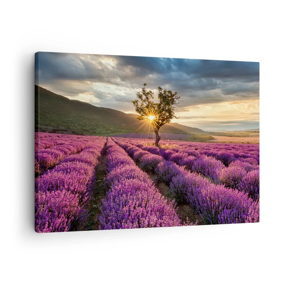 Vászonkép - Levendula mező egy magányos fával naplementekor - 70x50cm - Lila színű illat - Modern fali dekoráció nappalihoz és hálószobához ARTTOR
