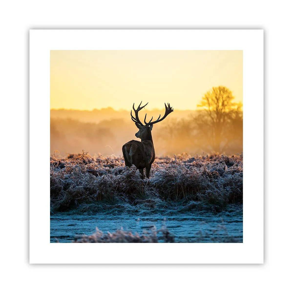 Poszter - Megkoronázott a birtokán - 40x40 cm