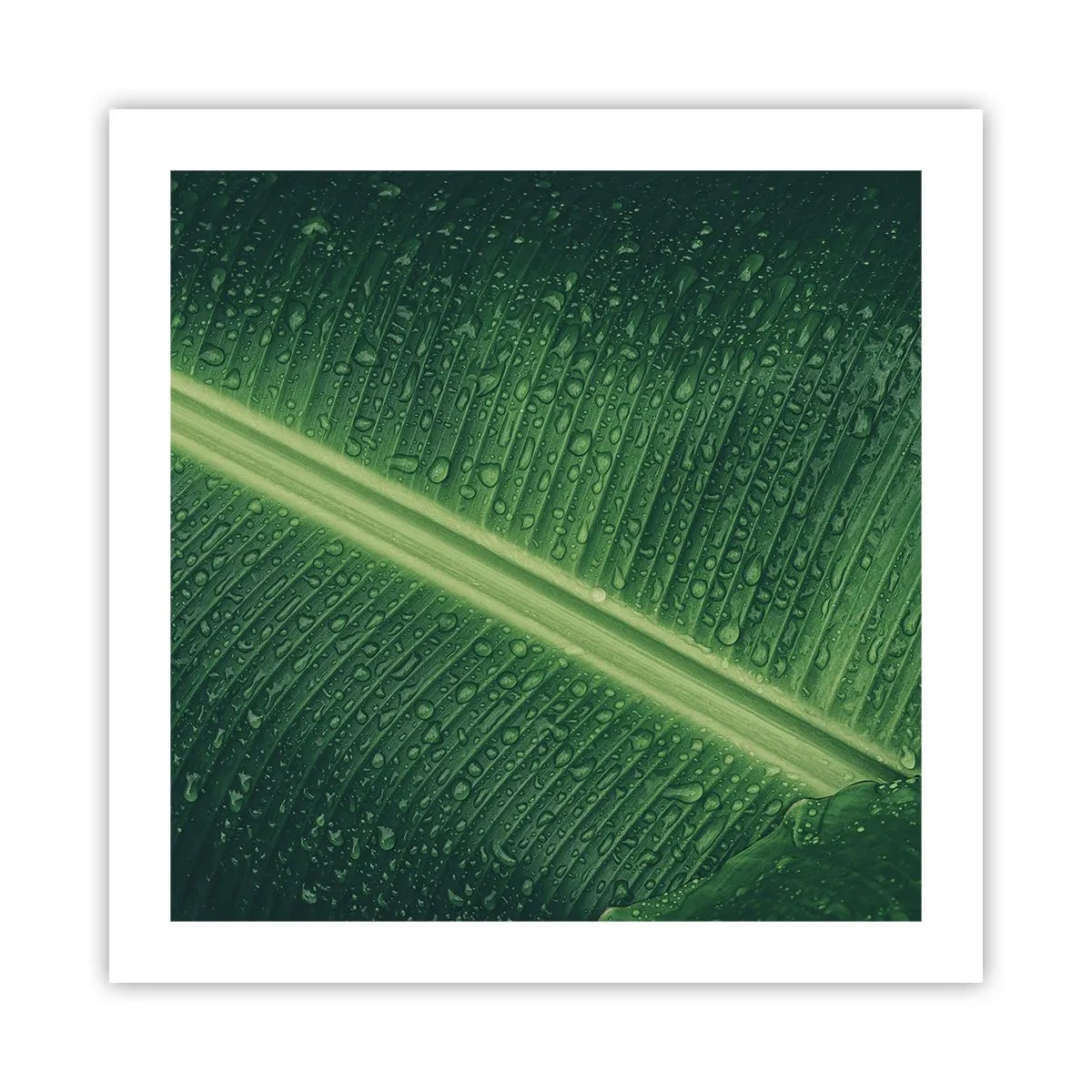 Poszter - A növényzet szerkezete - 50x50 cm