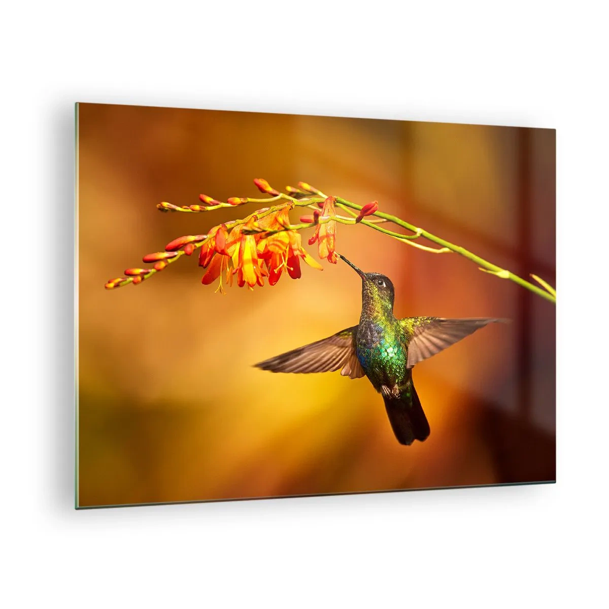 Üveg kép - Kolibri virágok mellett, aranyló fényben - 70x50cm - A fény hírnöke a maják szerint - Modern fali dekoráció nappalihoz és hálószobához ARTTOR