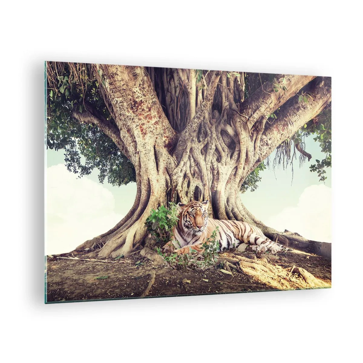 Üveg kép - Egy tigris fekszik egy terebélyes fa alatt a dzsungelben - 70x50cm - Kilátás a Genezis könyvéből - Modern fali dekoráció nappalihoz és hálószobához ARTTOR