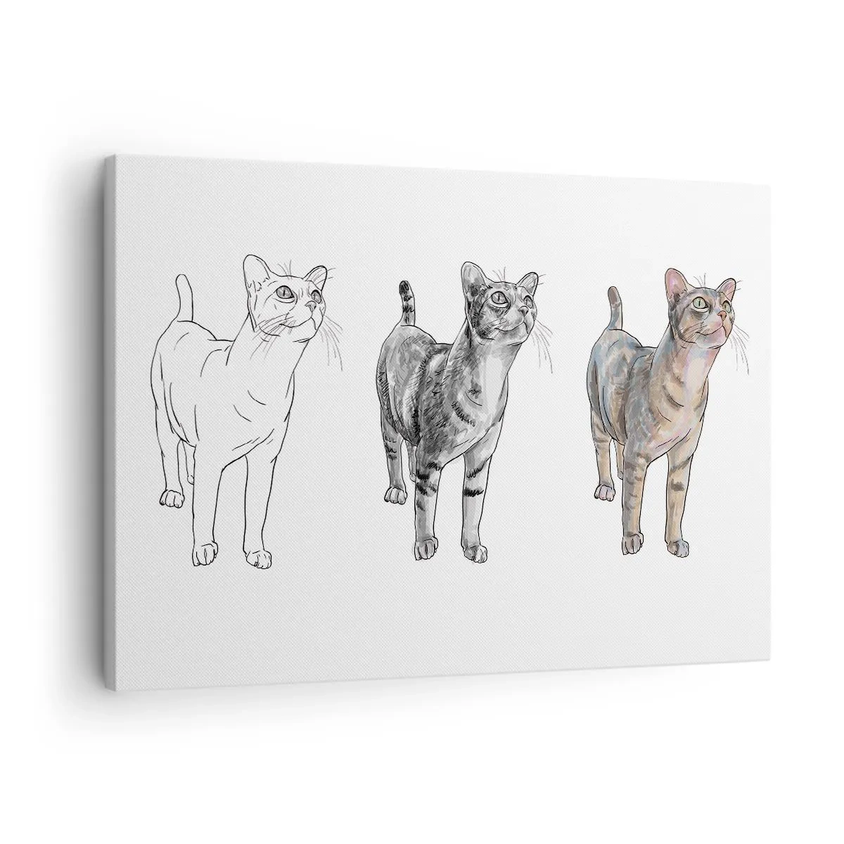 Vászonkép - A macskarajz fejlődése a vázlattól a színes formáig - 70x50cm - Rajz lecke - Modern fali dekoráció nappalihoz és hálószobához ARTTOR