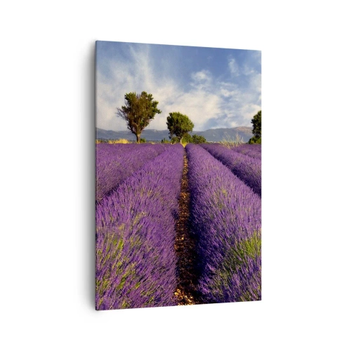 Vászonkép - Levendula mezők - 70x100 cm