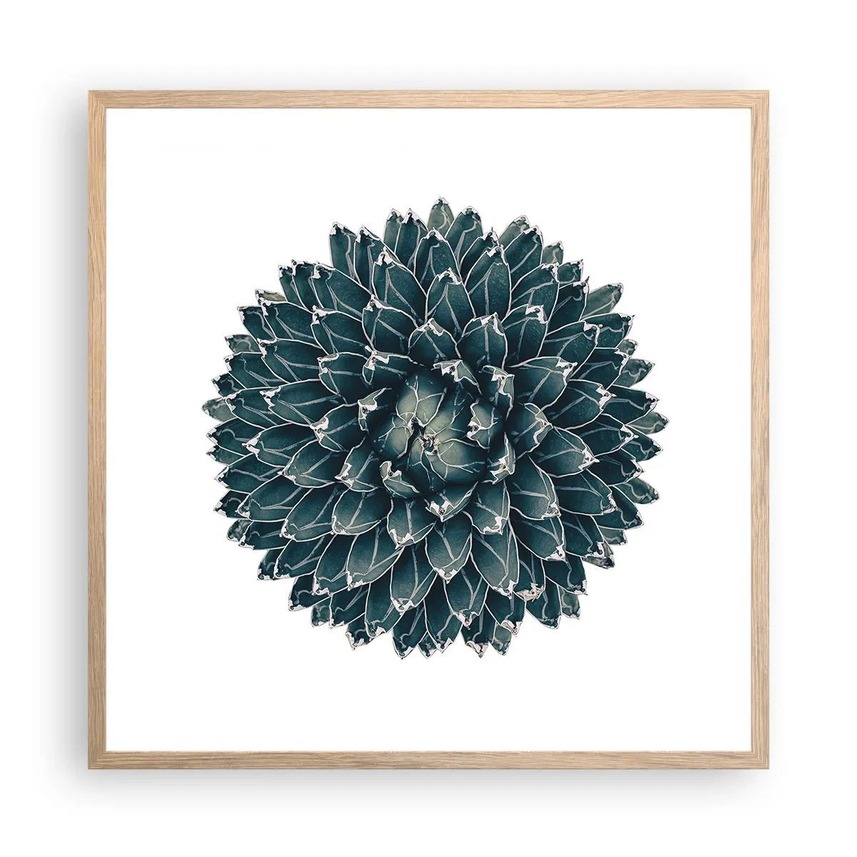 Poszter világos tölgy keretben - A sivatag csillaga - 60x60 cm