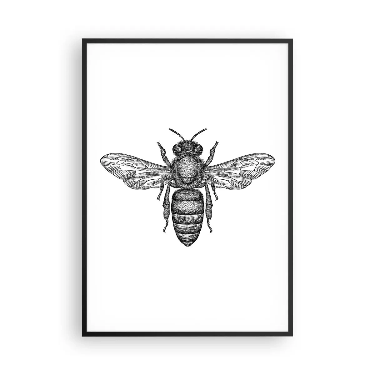 Poszter fehér keretben - Rovar portré - 70x100 cm
