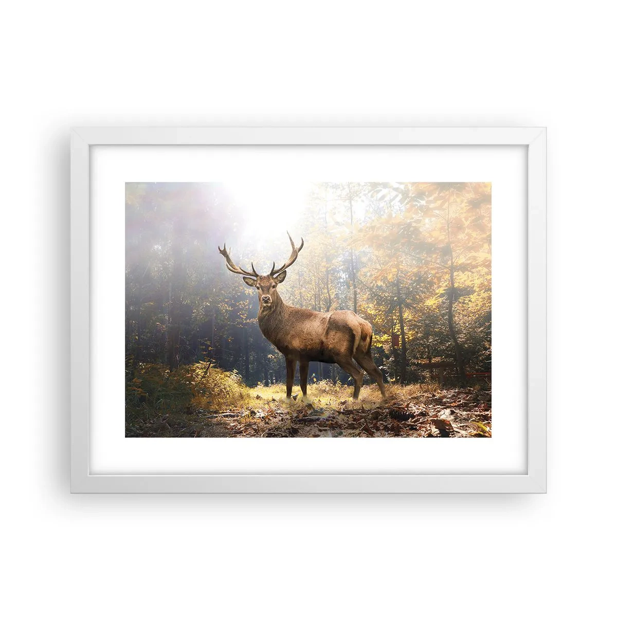 Poszter fekete keretben - Teljes fenségben - 40x30 cm