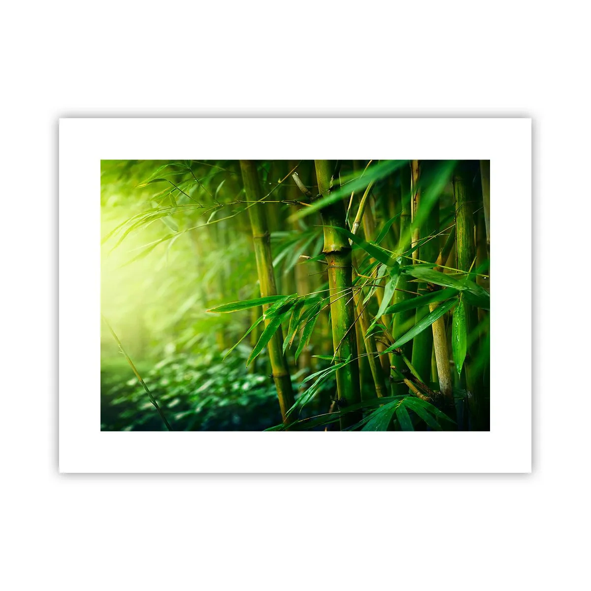 Poszter - Megismerni magát a zöldet - 40x30 cm