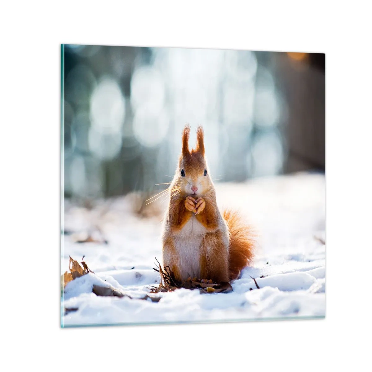 Üveg kép - Mit nézel? - 40x40 cm