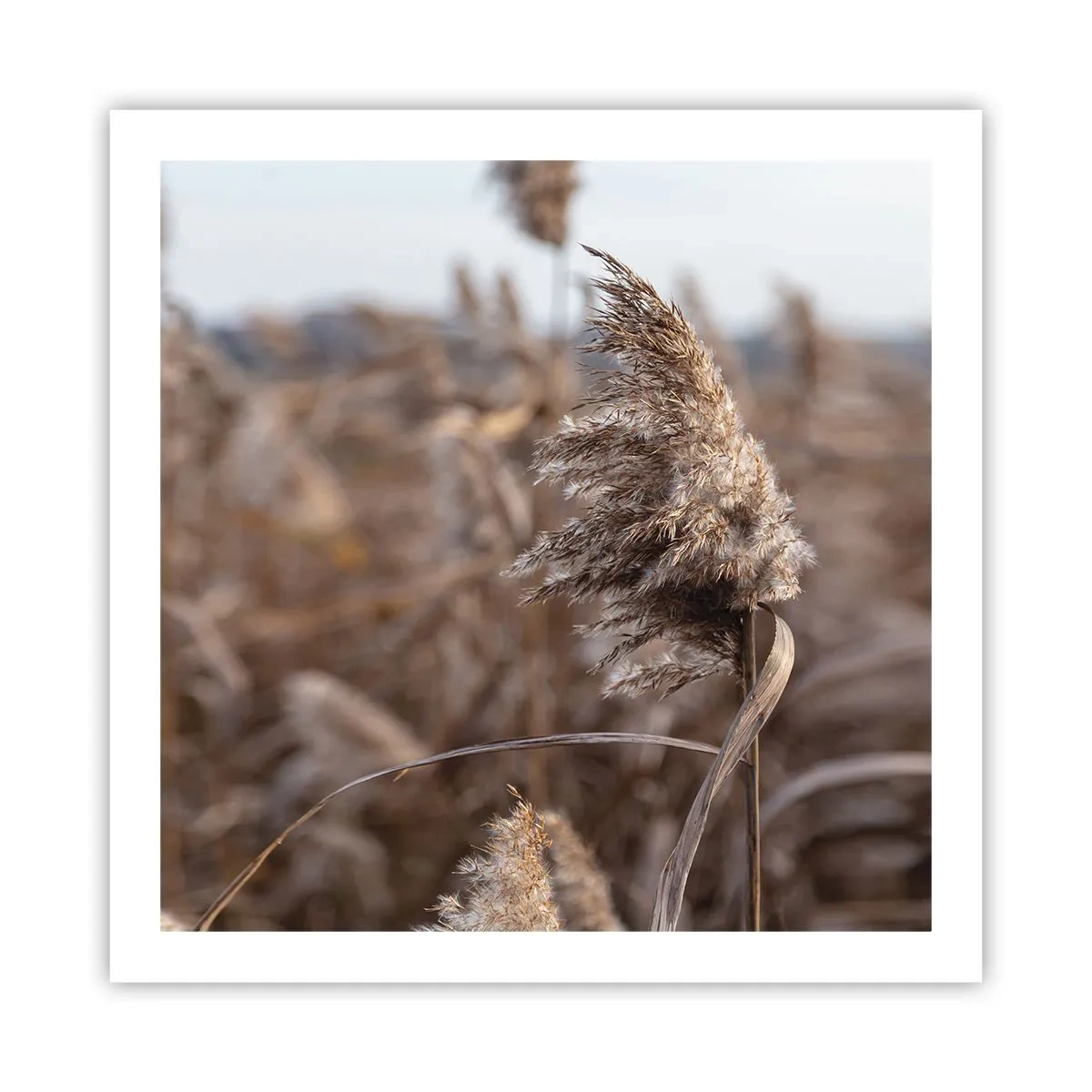 Poszter - Ideje elrepülni a széllel - 60x60 cm