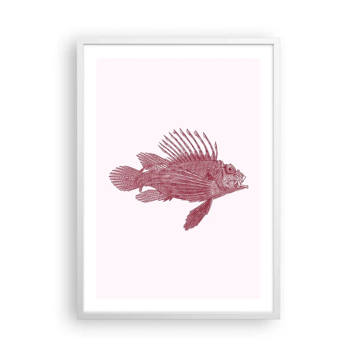 Poszter fekete keretben - Egzotikus vizek lakója - 50x70 cm